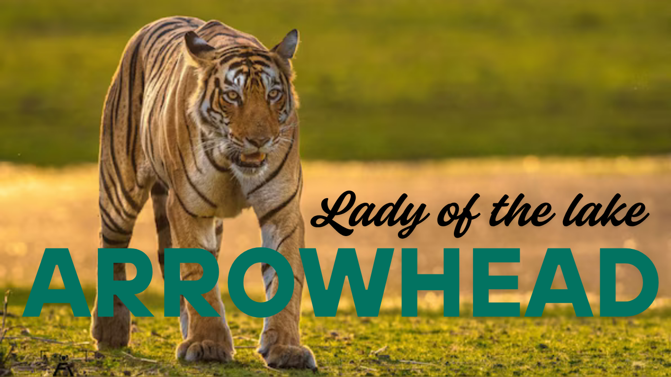 Arrowhead Tiger
