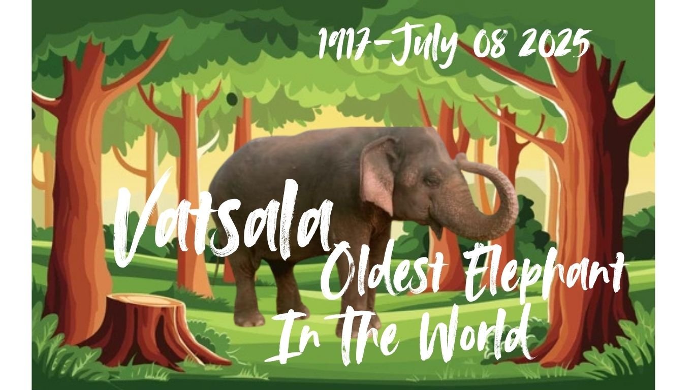 Vatsala Elephant: The Oldest Elephant Is No More