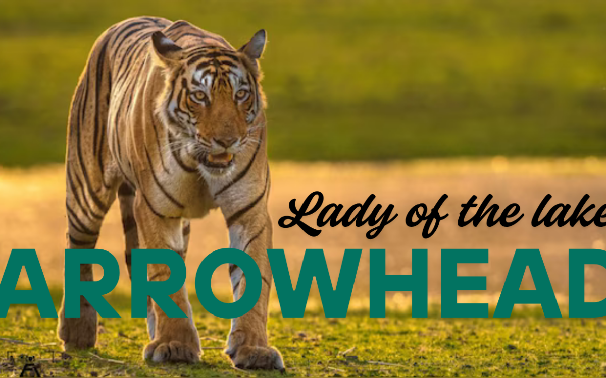 Farewell to Arrowhead Tiger: The Lady of the Lake of Ranthambore Passes at 14