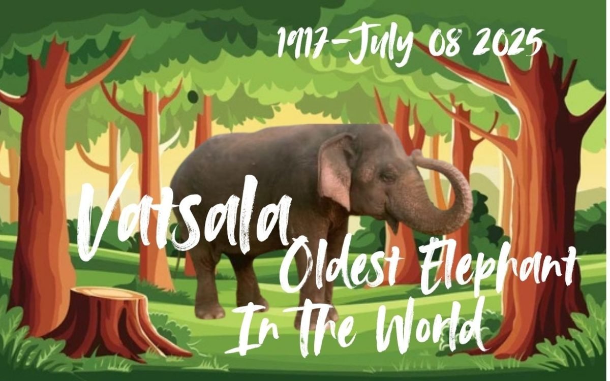 Vatsala Elephant: The Oldest Elephant Is No More